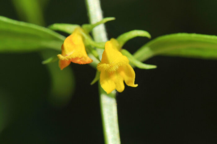 Småmarimjelle (Melampyrum sylvaticum)