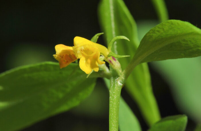 Småmarimjelle (Melampyrum sylvaticum)