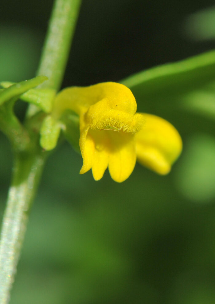 Småmarimjelle (Melampyrum sylvaticum)