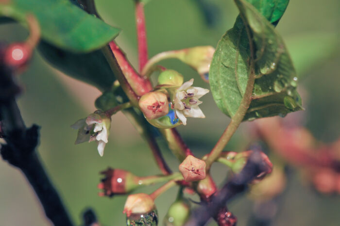 Trollhegg (Frangula alnus)