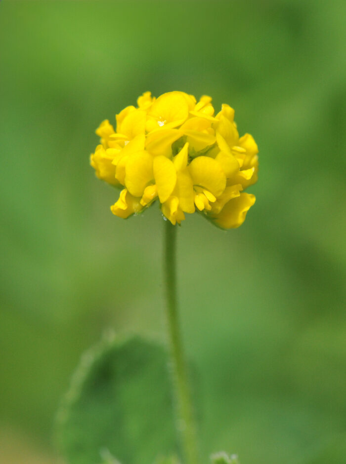 Sneglebelg (Medicago lupulina)