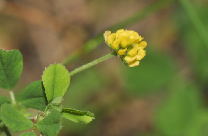 Sneglebelg (Medicago lupulina)