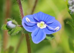 Tveskjeggveronika (Veronica chamaedrys)