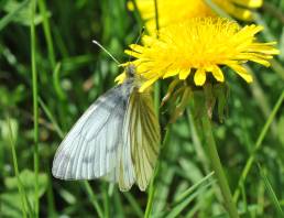 Rapssommerfugl (Pieris napi)