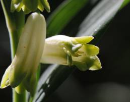 Storkonvall (Polygonatum multiflorum)