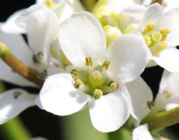 Løkurt (Alliaria petiolata)