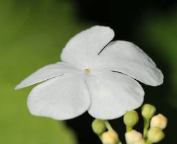 Korsved (Viburnum opulus)