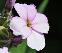 Dagfiol (Hesperis matronalis)