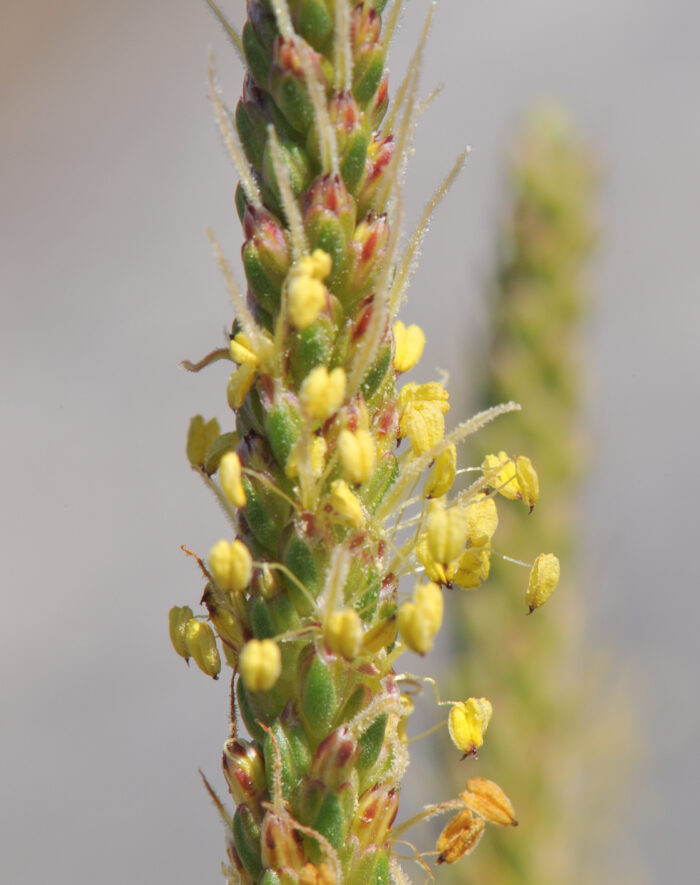 Strandkjempe (Plantago maritima)