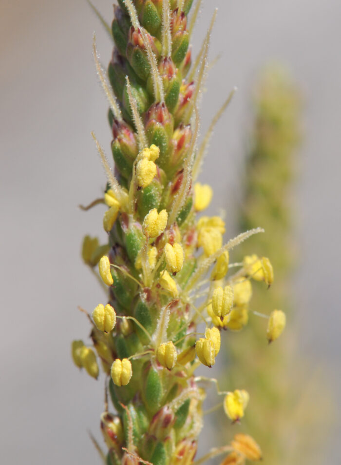 Strandkjempe (Plantago maritima)