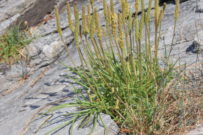 Strandkjempe (Plantago maritima)