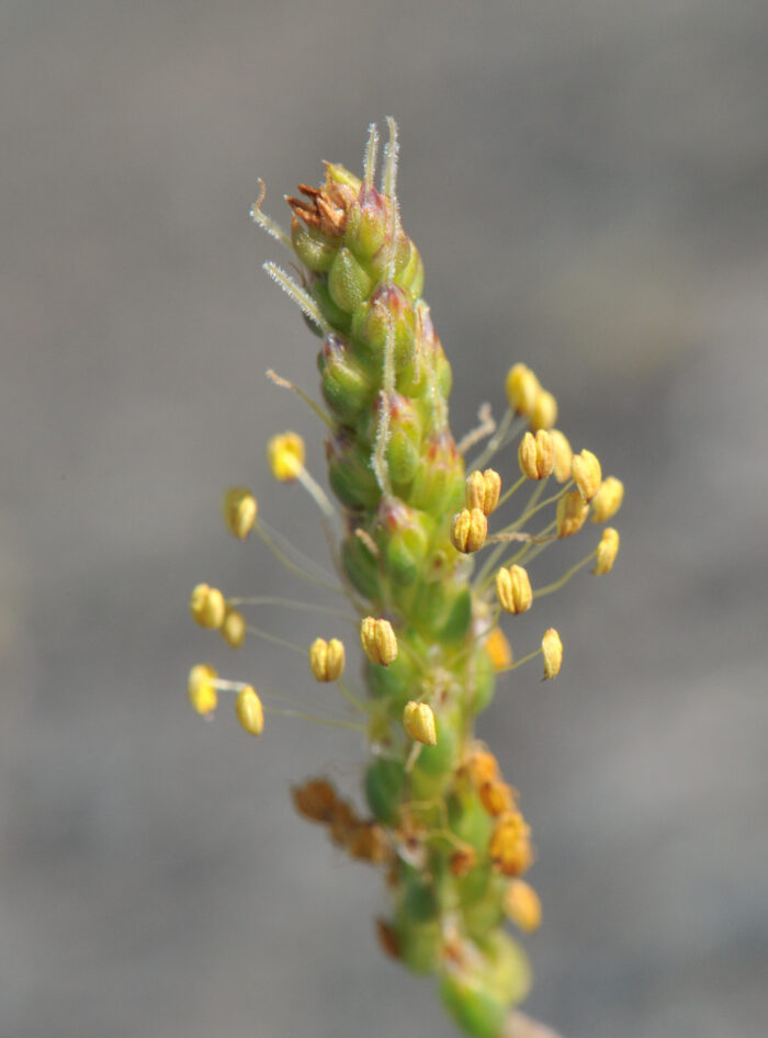 Strandkjempe (Plantago maritima)