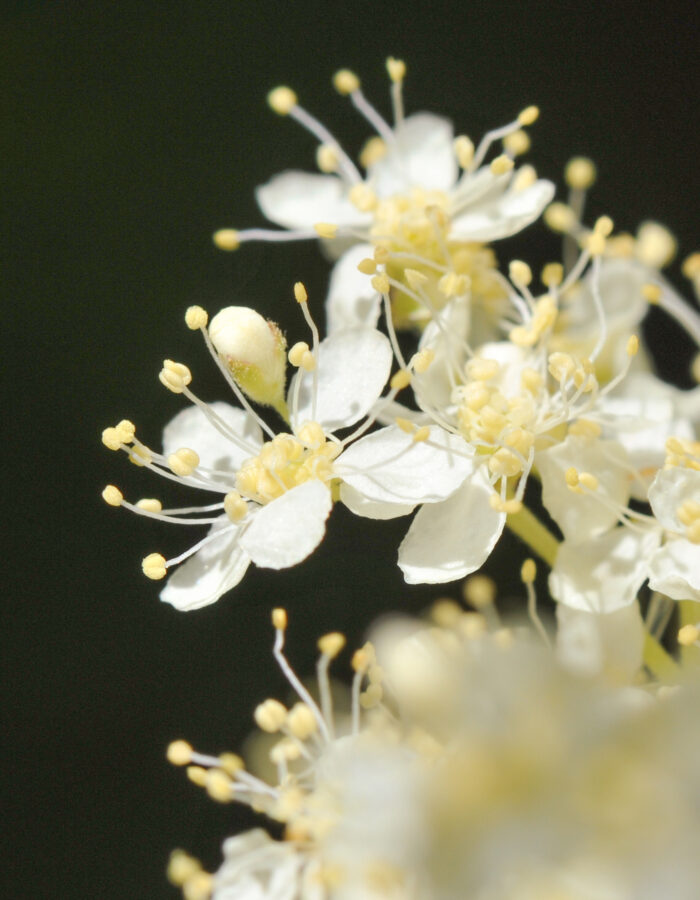 Mjødurt (Filipendula ulmaria)