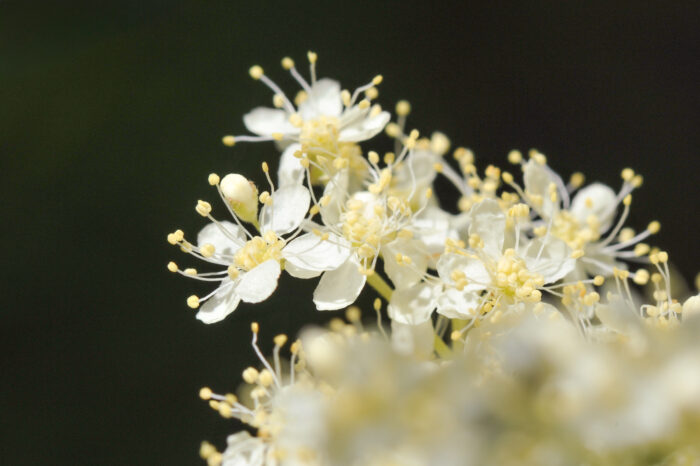 Mjødurt (Filipendula ulmaria)