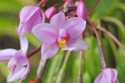 Philippine Ground Orchid (Spathoglottis plicata)