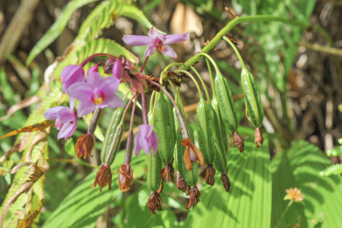 Philippine Ground Orchid (Spathoglottis plicata)