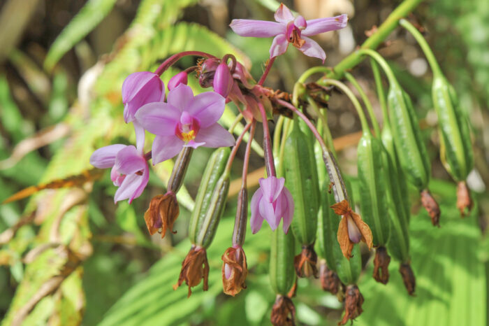 Philippine Ground Orchid (Spathoglottis plicata)