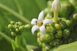 Indian Mulberry (Morinda citrifolia)