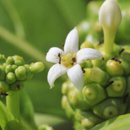 Indian Mulberry (Morinda citrifolia)