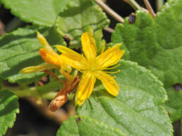 Triumfetta Vine (Triumfetta procumbens)