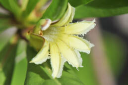 Creeping Half-flower (Scaevola paulayi)