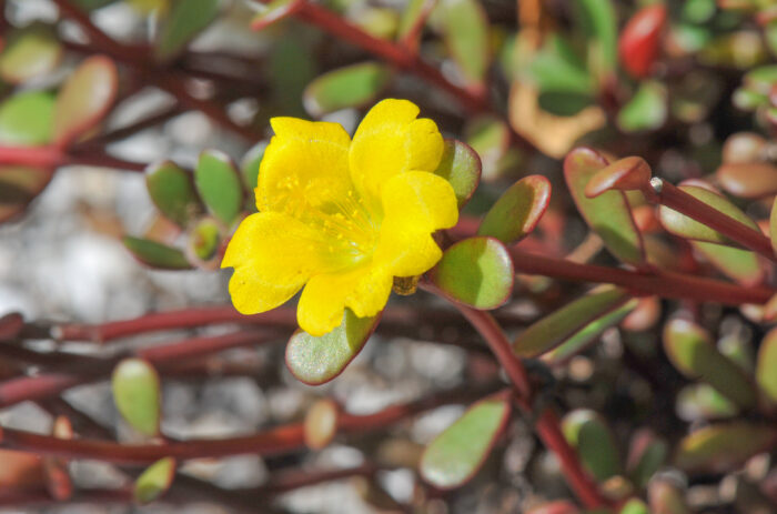 Pacific Pigweed (Portulaca lutea)