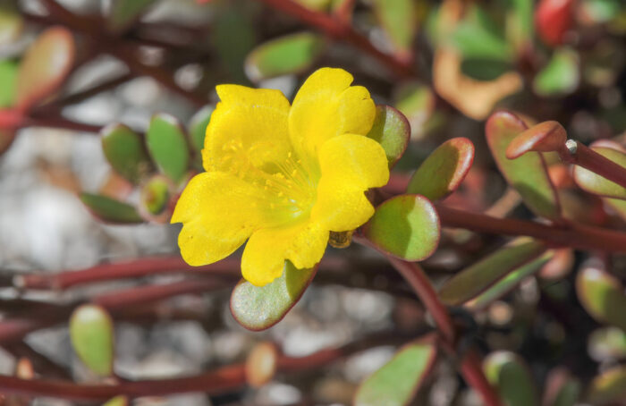 Pacific Pigweed (Portulaca lutea)