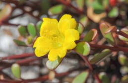 Pacific Pigweed (Portulaca lutea)