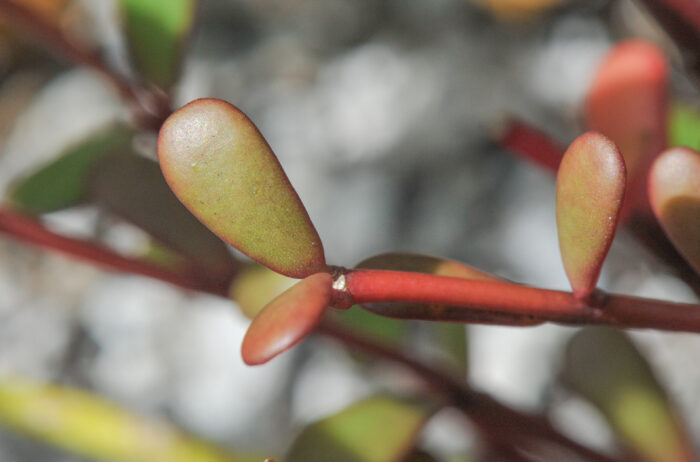 Pacific Pigweed (Portulaca lutea)