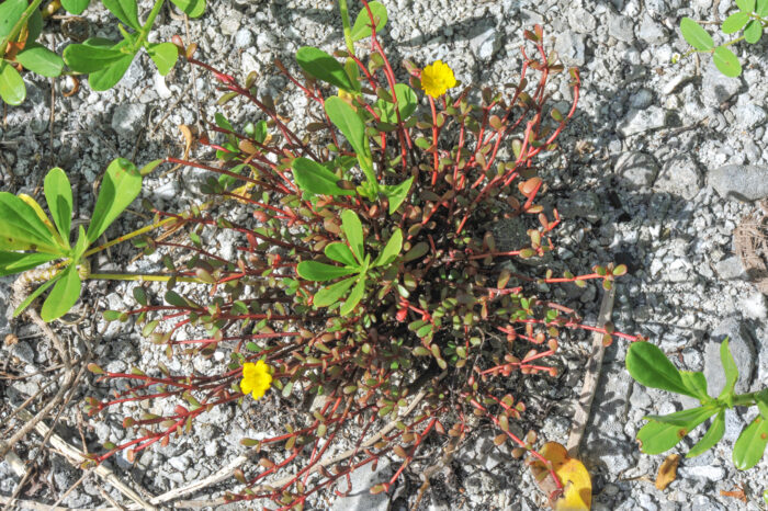 Pacific Pigweed (Portulaca lutea)