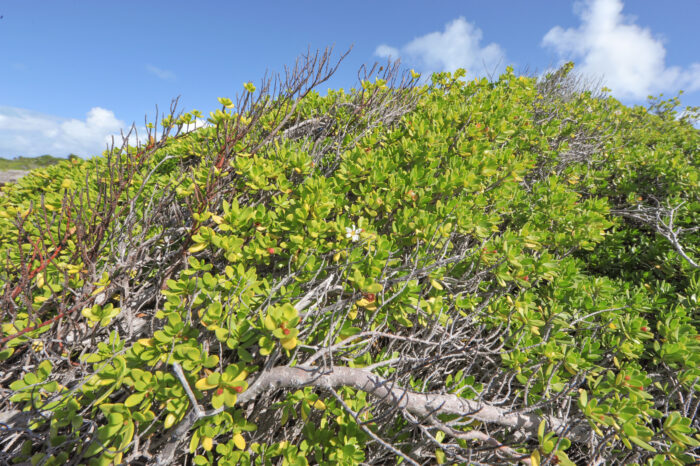 Bantigue (Pemphis acidula)