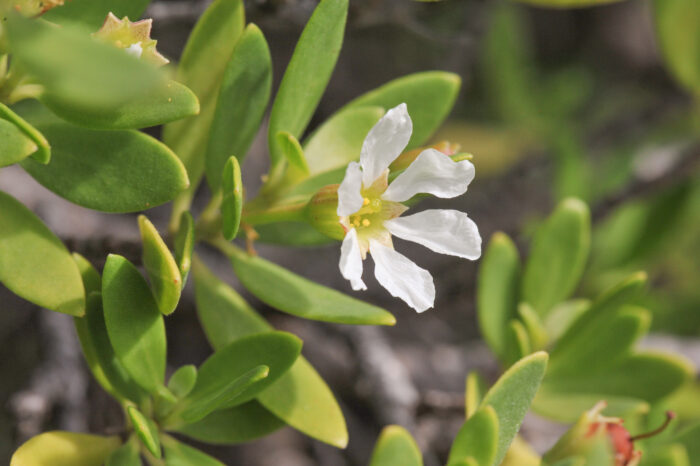 Bantigue (Pemphis acidula)