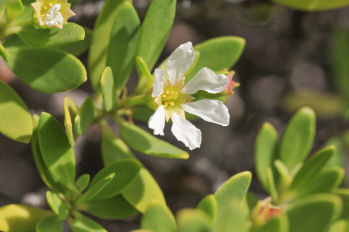 Bantigue (Pemphis acidula)