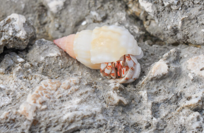 Strawberry Hermit (Crab Coenobita perlatus)