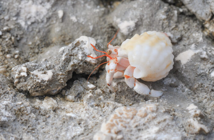 Strawberry Hermit (Crab Coenobita perlatus)