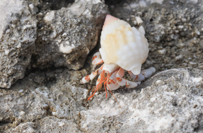 Strawberry Hermit (Crab Coenobita perlatus)