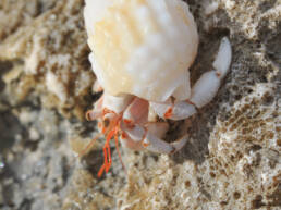 Strawberry Hermit (Crab Coenobita perlatus)