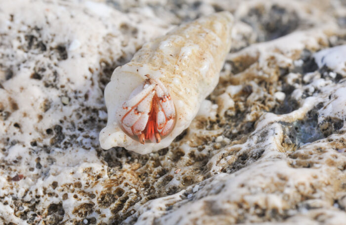 Strawberry Hermit (Crab Coenobita perlatus)