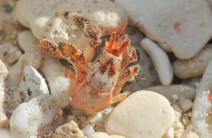 Strawberry Hermit (Crab Coenobita perlatus)