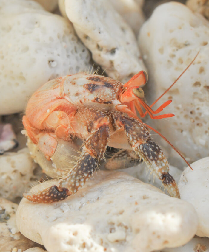 Strawberry Hermit (Crab Coenobita perlatus)