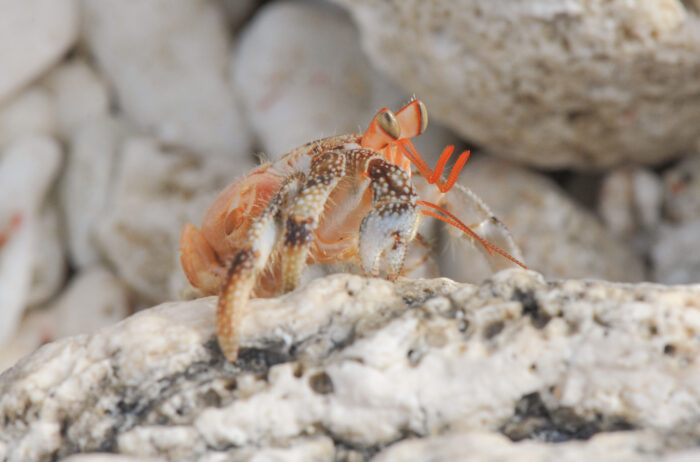 Strawberry Hermit (Crab Coenobita perlatus)