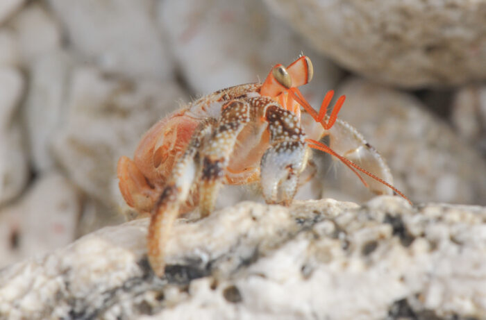 Strawberry Hermit (Crab Coenobita perlatus)