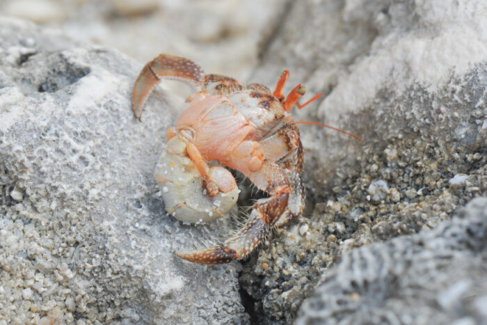 Strawberry Hermit (Crab Coenobita perlatus)