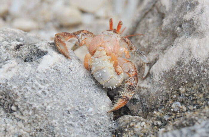 Strawberry Hermit (Crab Coenobita perlatus)