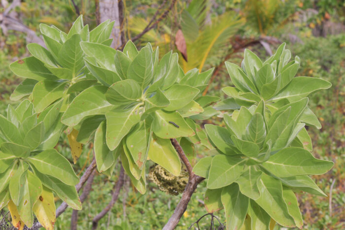 Tree Heliotrope (Heliotropium arboreum)