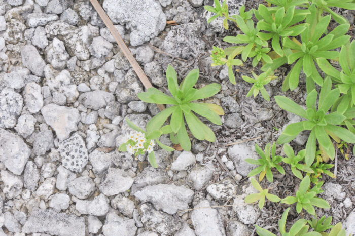 Polynesian Heliotrope (Heliotropium anomalum)