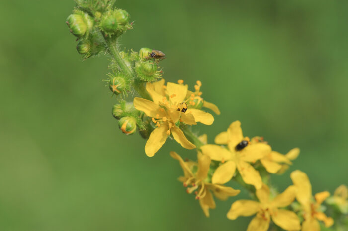 Åkermåne (Agrimonia eupatoria)