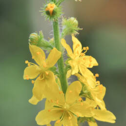 Åkermåne (Agrimonia eupatoria)