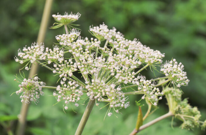 Sløke (Angelica sylvestris)