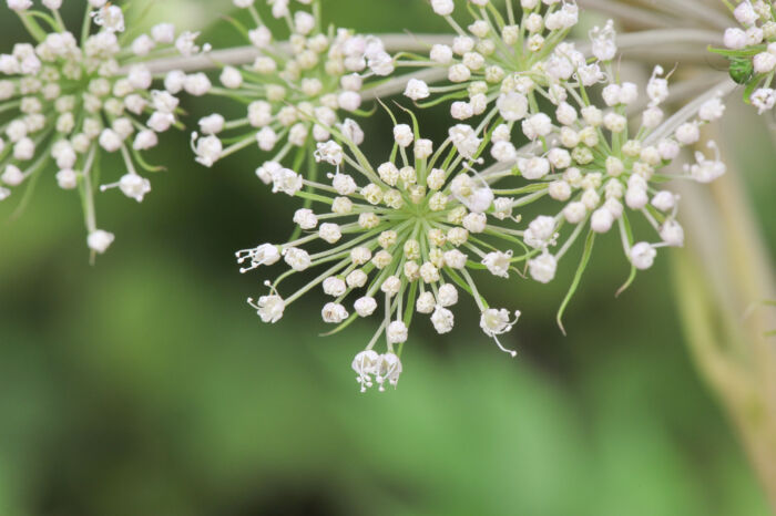 Sløke (Angelica sylvestris)